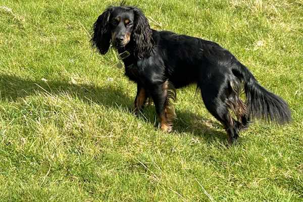 House sit in Duns, United Kingdom