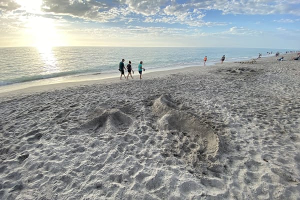 House sit in South Venice, FL, US