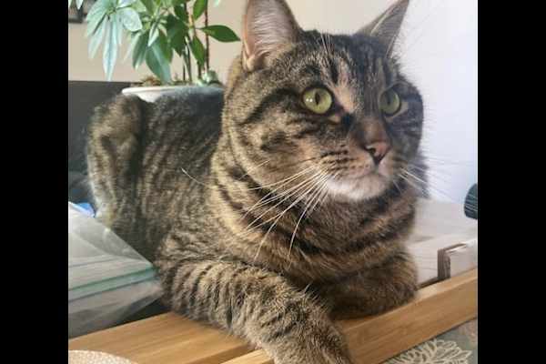 House sit in Vancouver, BC, Canada