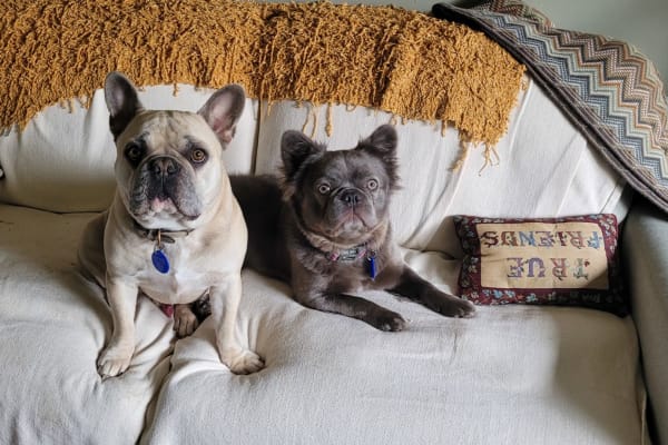 House sit in Invercargill, New Zealand