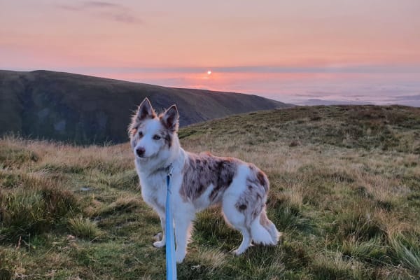 House sit in Hope, United Kingdom