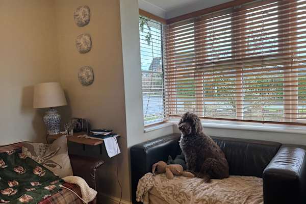 House sit in Guildford, United Kingdom