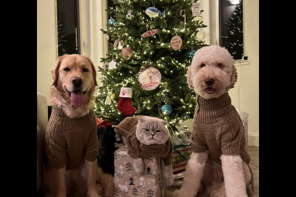 House sit in Oakland, CA, US