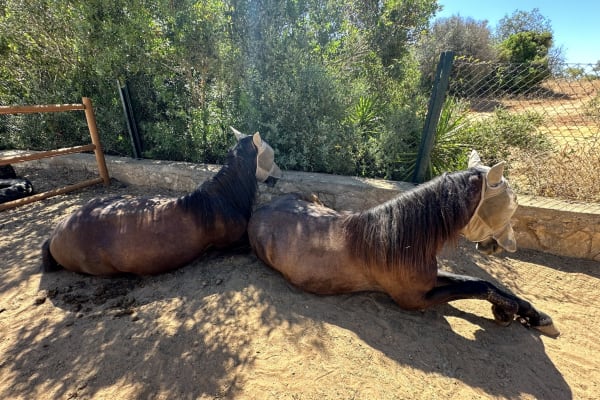 House sit in Albufeira, Portugal