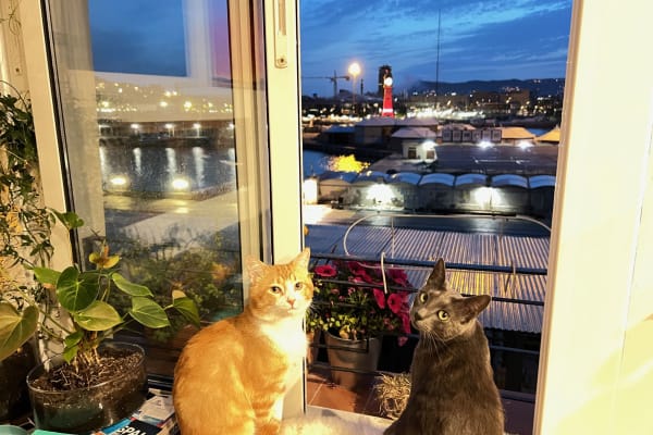 House sit in Barcelona, Spain