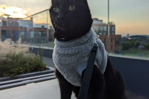 House sit in Walthamstow, United Kingdom