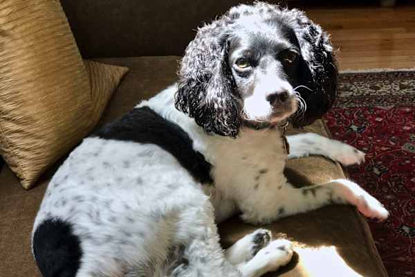 House sit in Asheville, NC, US