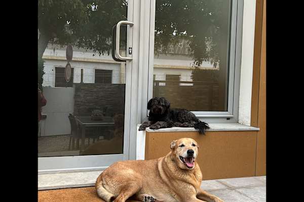 House sit in Carcavelos, Portugal