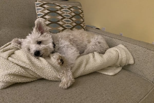 House sit in Topsfield, MA, US