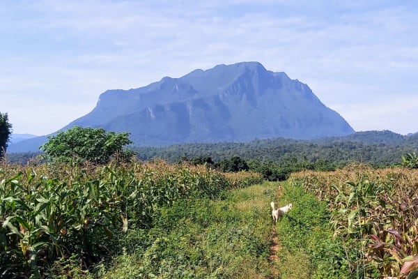 House sit in Chiang Dao, Thailand