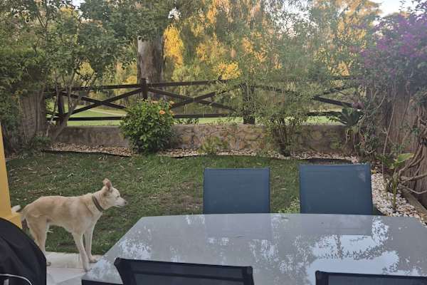 House sit in San Pedro de Alcántara, Spain