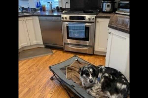 House sit in Toronto, ON, Canada