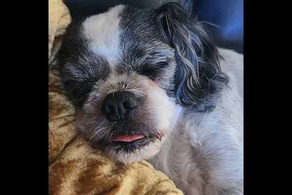 House sit in Fremantle City, WA, Australia