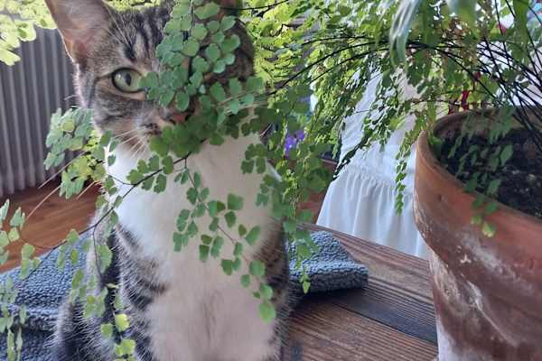 House sit in Wellington, New Zealand