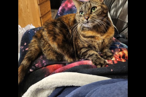 House sit in Turnhout, Belgium