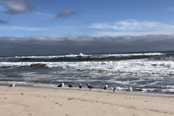 House sit in Westhampton Beach, NY, US