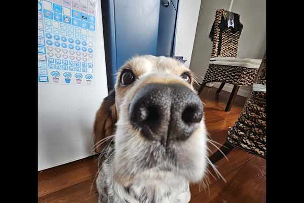 House sit in Titirangi, New Zealand