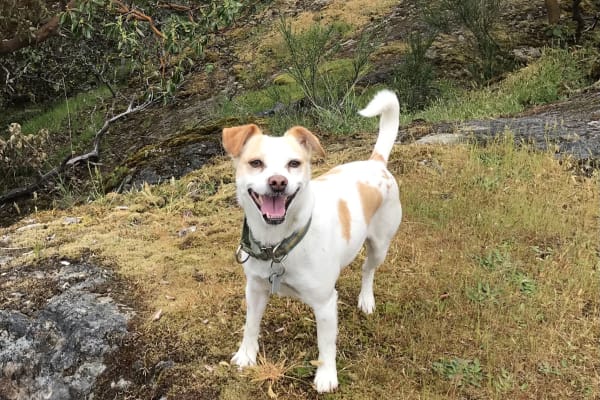 House sit in Victoria, BC, Canada