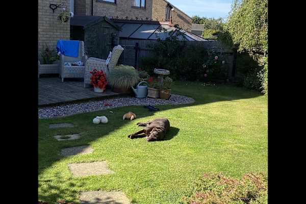 House sit in Market Harborough, United Kingdom