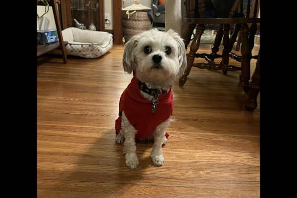 House sit in Minneapolis, MN, US