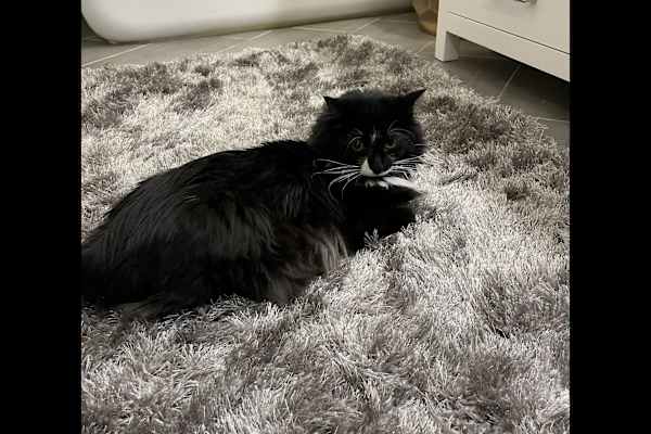 House sit in Charlottesville, VA, US
