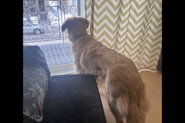 House sit in Montréal, QC, Canada