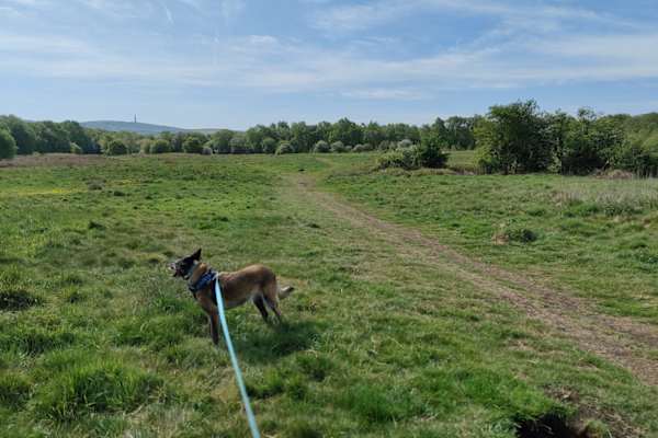 House sit in Macclesfield, United Kingdom