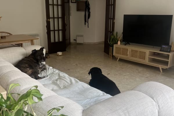 House sit in Barcelona, Spain