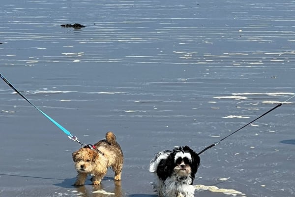 House sit in Portmarnock, Ireland