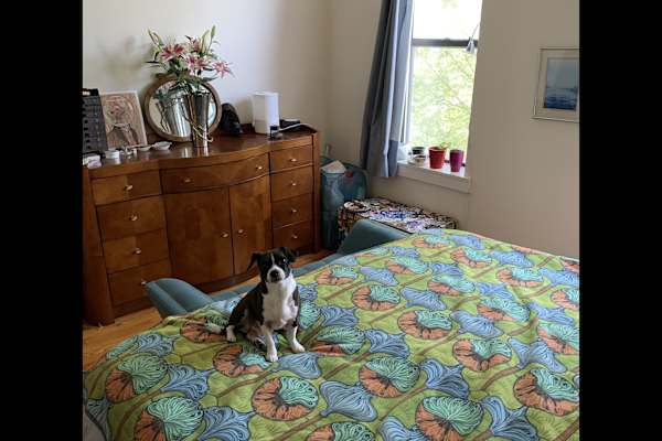House sit in Borough of Queens, NY, US
