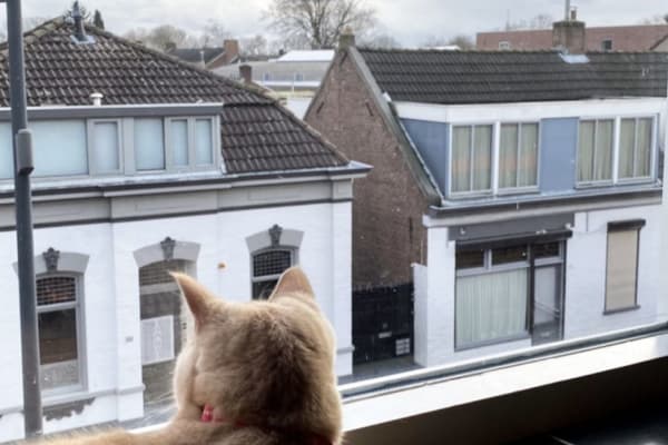 House sit in Eindhoven, Netherlands