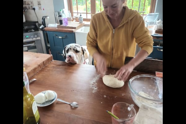 House sit in Stradbally, Ireland