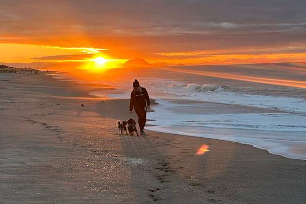 House sit in Tauranga, New Zealand