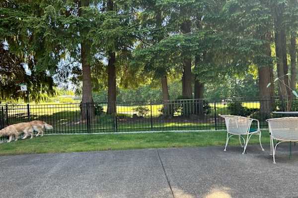 House sit in Olympia, WA, US