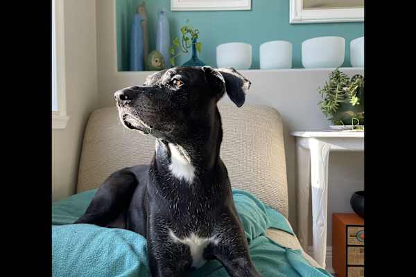 House sit in Vero Beach South, FL, US