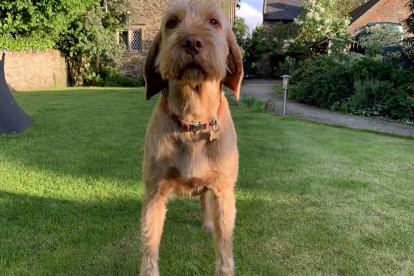 House sit in Ashby de la Zouch, United Kingdom