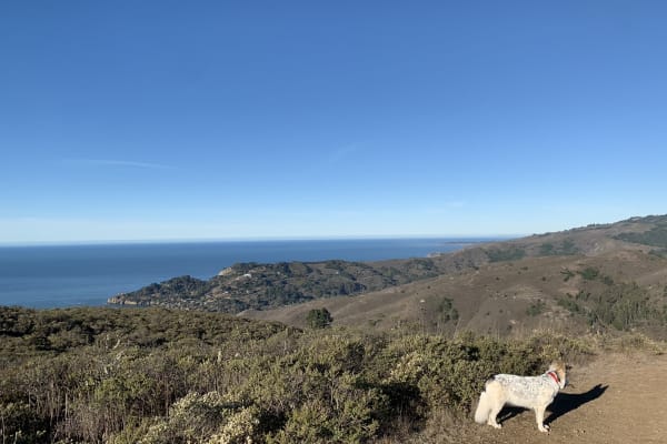 House sit in Mill Valley, CA, US