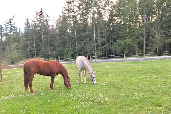 House sit in Anacortes, WA, US