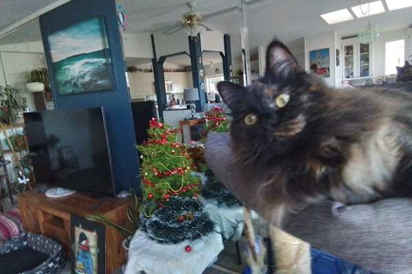 House sit in Ladysmith, BC, Canada