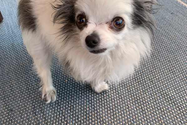 House sit in Santa Rosa, CA, US