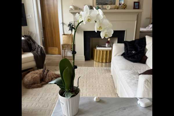 House sit in New York City, NY, US