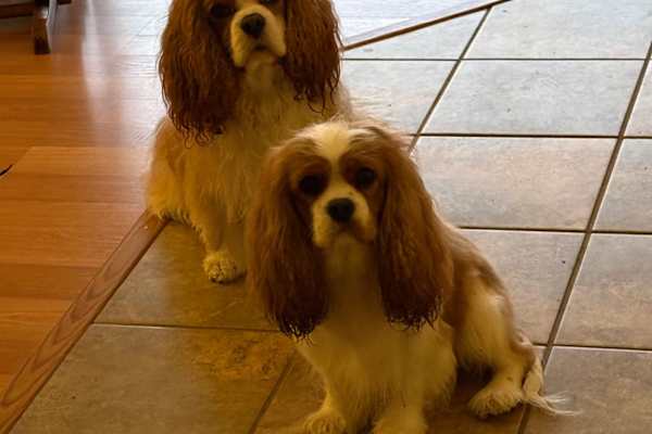 House sit in Anacortes, WA, US