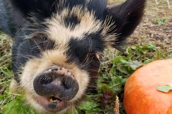 House sit in Asheville, NC, US