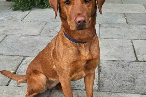 House sit in Henstridge, United Kingdom