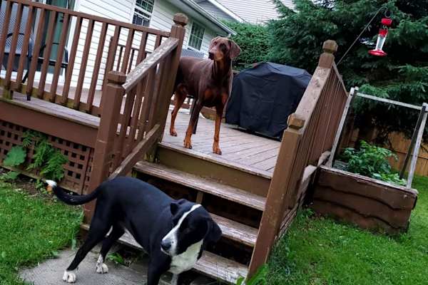 House sit in Grand Falls, NB, Canada