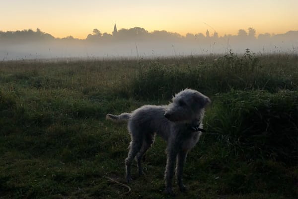 House sit in Winchester, United Kingdom