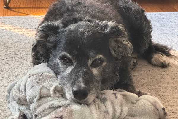 House sit in Houston, TX, US