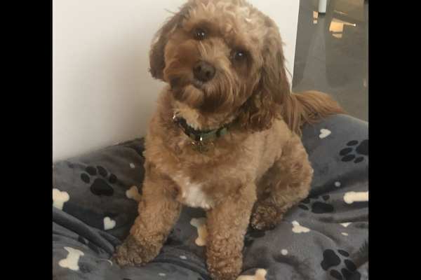 House sit in Southend-on-Sea, United Kingdom