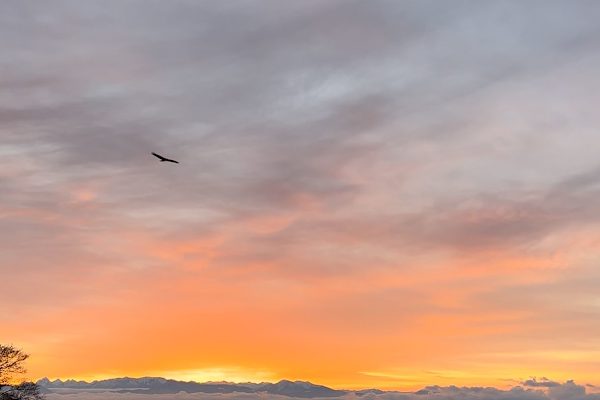 House sit in Freeland, WA, US