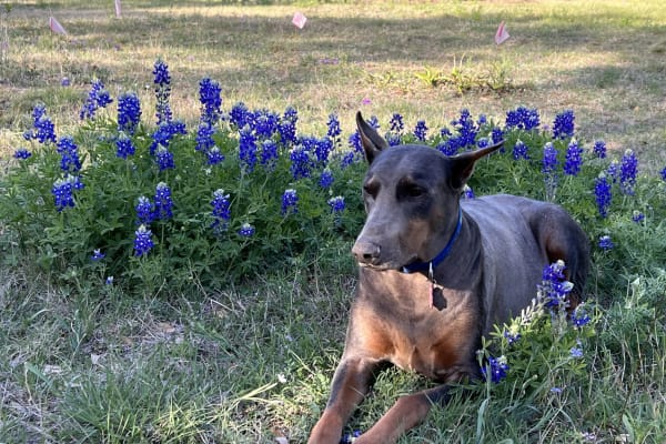 House sit in Dripping Springs, TX, US
